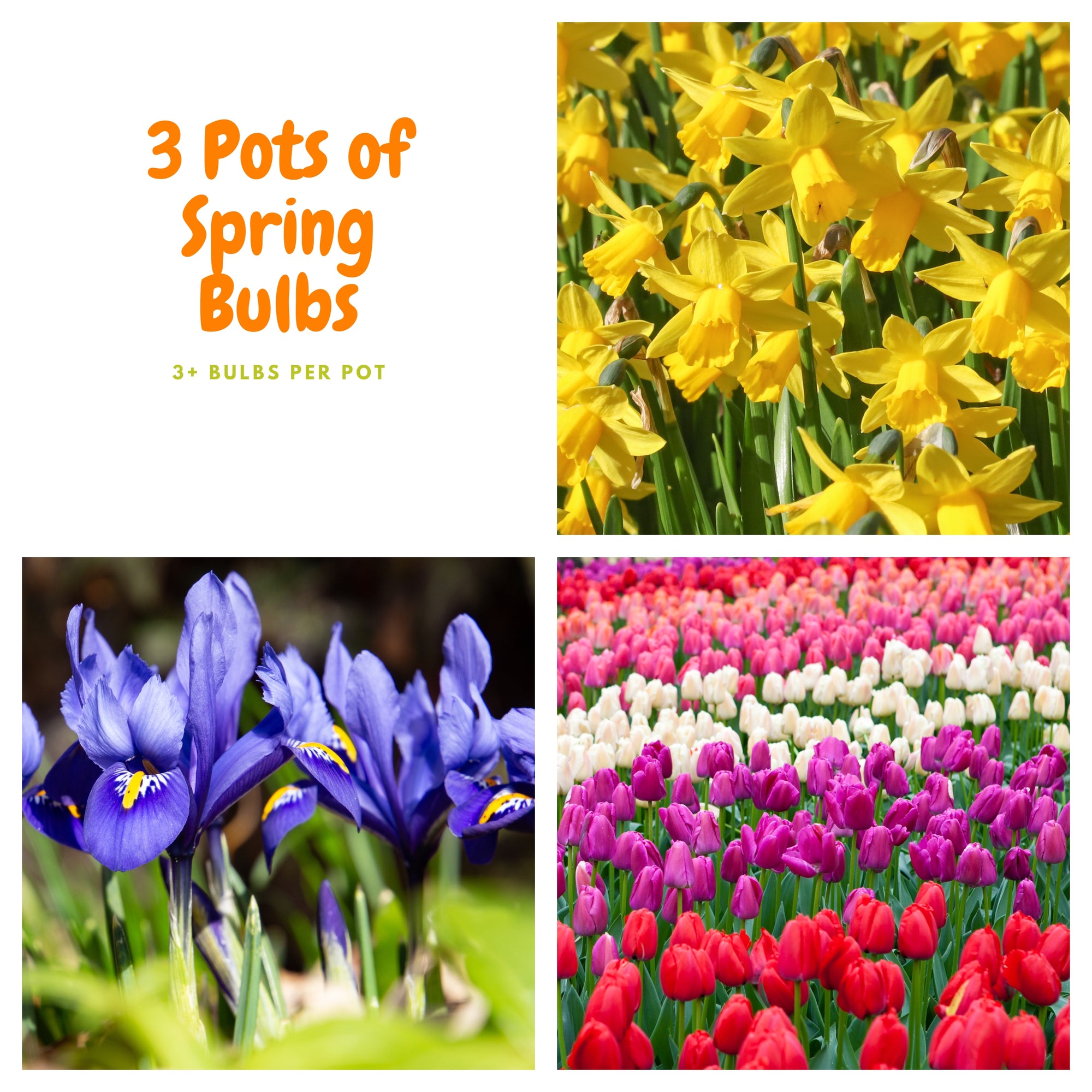 Our selection of 3 Potted Spring Bulbs