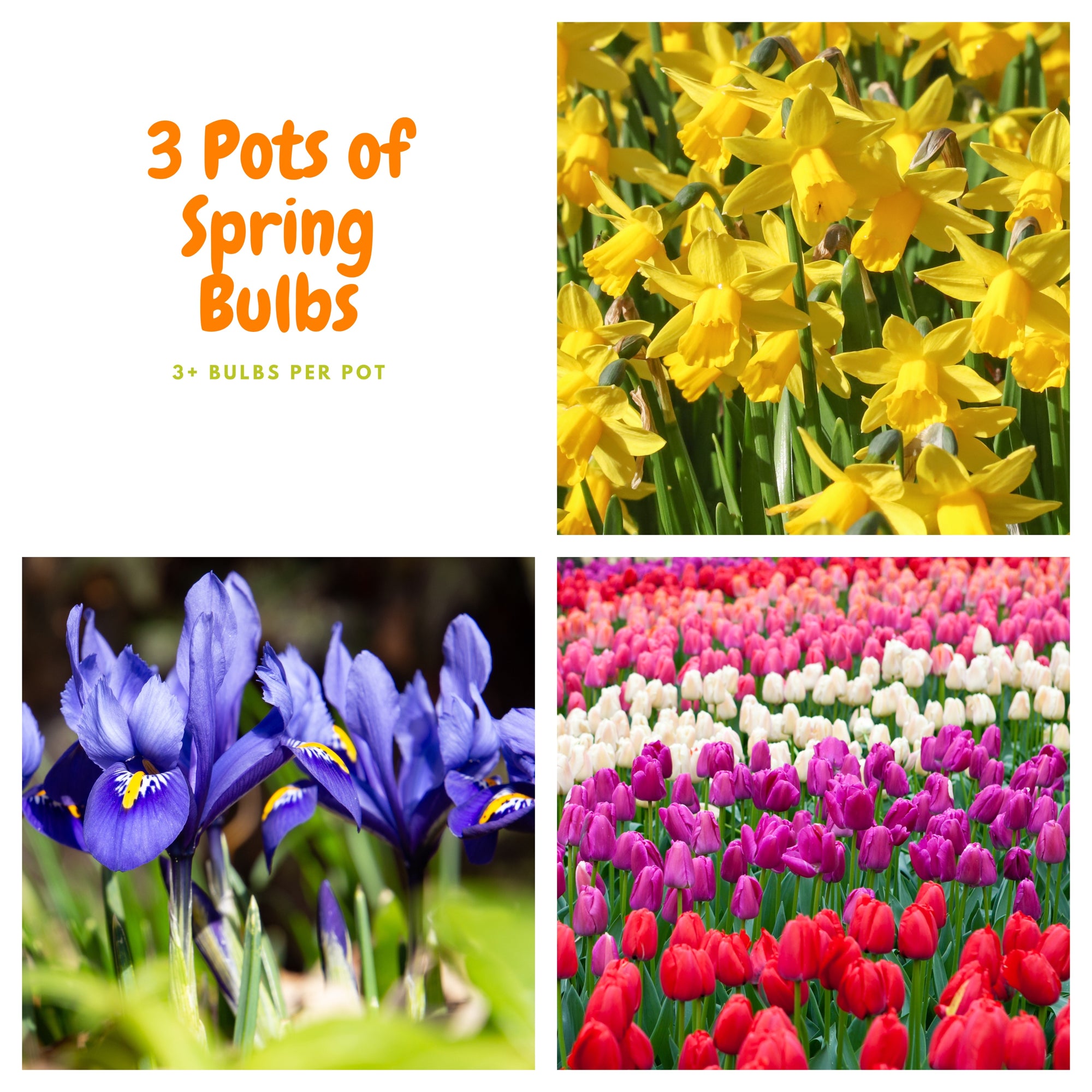 Unique Spring Bulbs Our selection of 3 Potted Spring Bulbs - One Click Plants