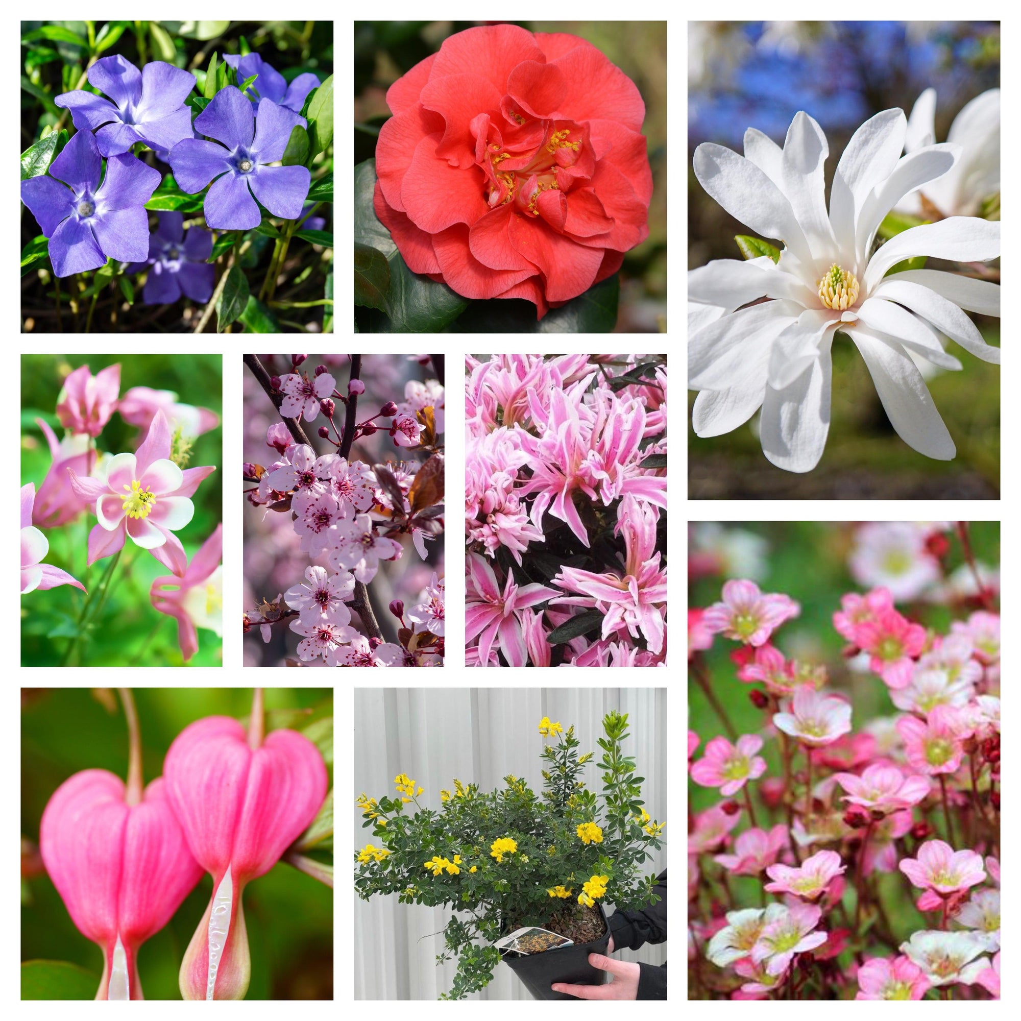 Spring Flowering Mega Bundle