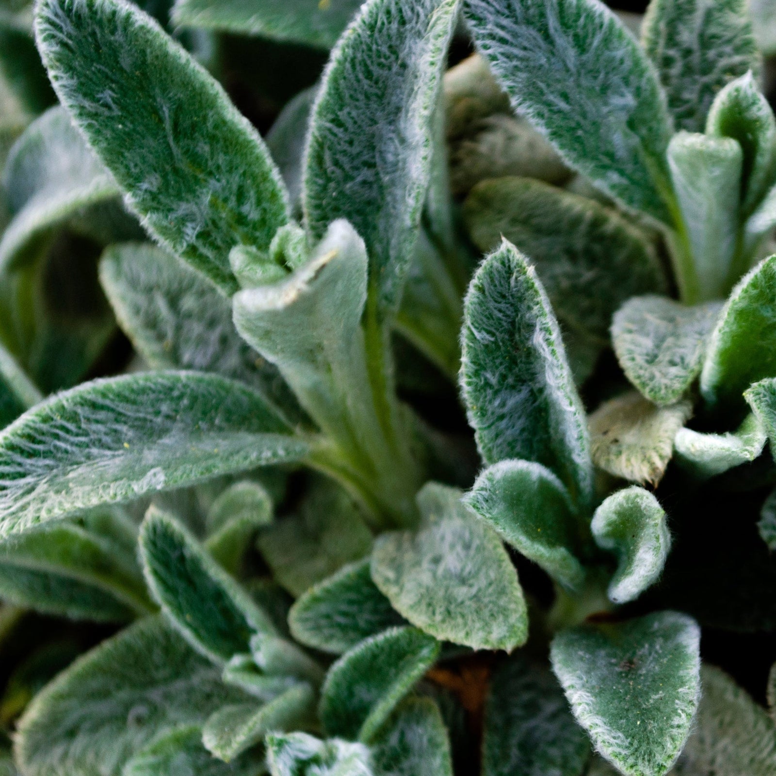 Close-up of green, fuzzy, oval-shaped leaves of Stachy Silver Carpet 2L, a drought tolerant plant with soft, velvety foliage, perfect as dense ground cover.