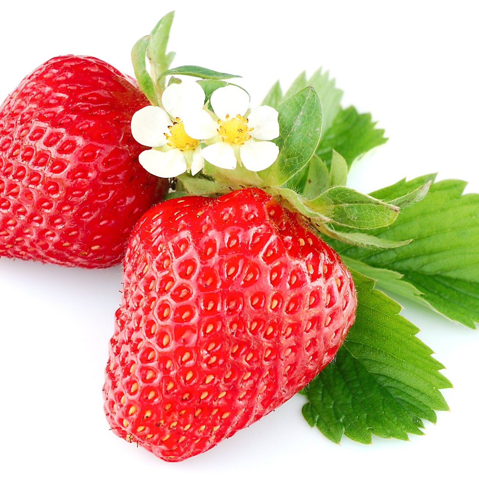 Two ripe 'Ruby Ann' (Everbearing Strawberry) strawberries with green leaves and a white flower on a white background, showcasing sweet fruits from easy-to-grow Strawberry x ananassa 'Ruby Ann' Trailing plants.
