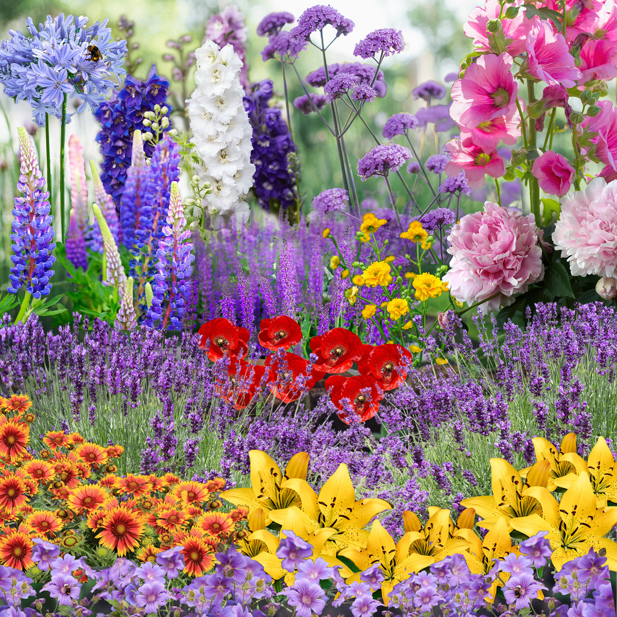 Our Hand Picked Selection of Plants For a Sunny Location