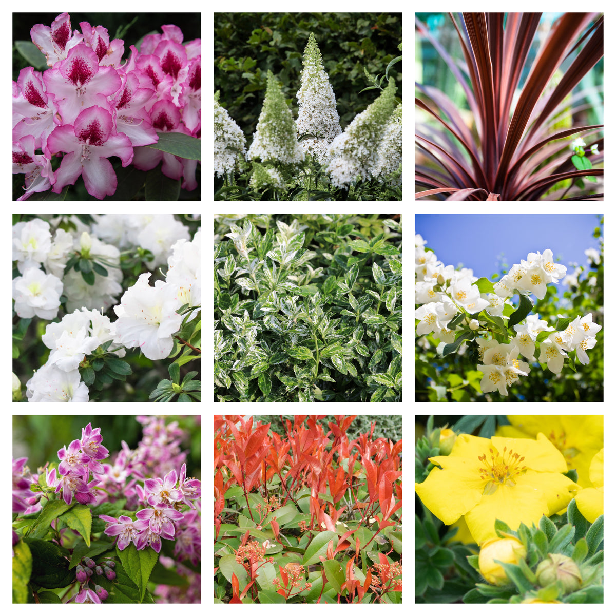 A vibrant 3x3 collage features &quot;5 Shrubs for a Sunny Site&quot; (5 x 9cm Shrubs), displaying pink, white, purple, red, and yellow blooms along with varied foliage—highlighting both evergreen and deciduous shrubs.