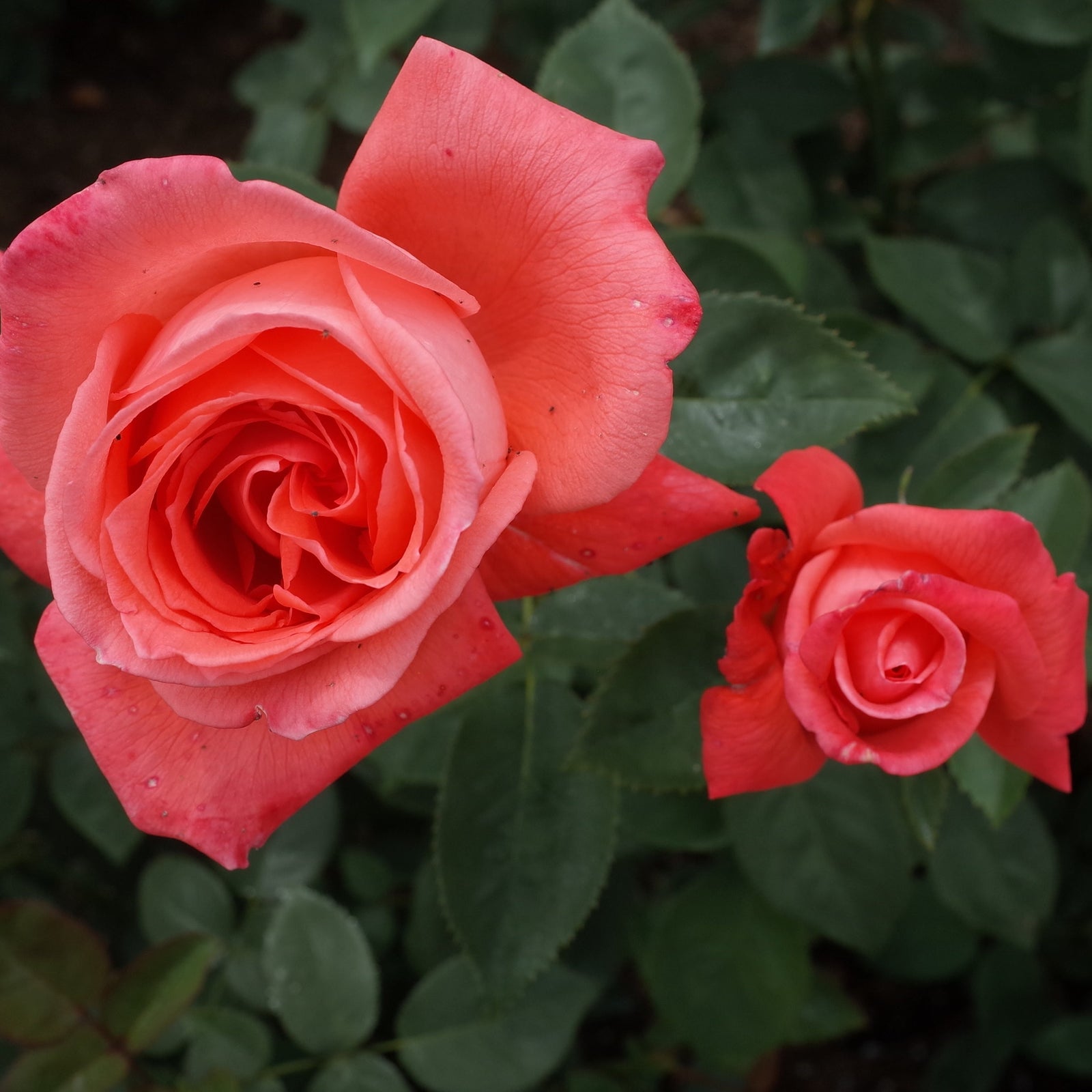 Two blooming coral-pink Rose Superstar hybrid tea roses in a 4L pot are surrounded by green leaves; the larger flower is fully open, while the smaller is partially unfurled. PRE ORDER for December '25.