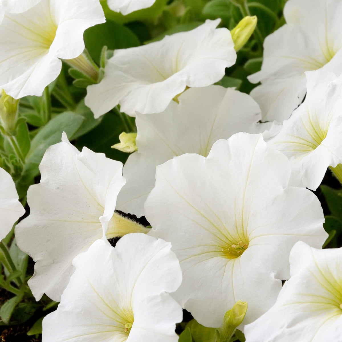 Petunia &#39;Trailing Surfinia White&#39; 9cm