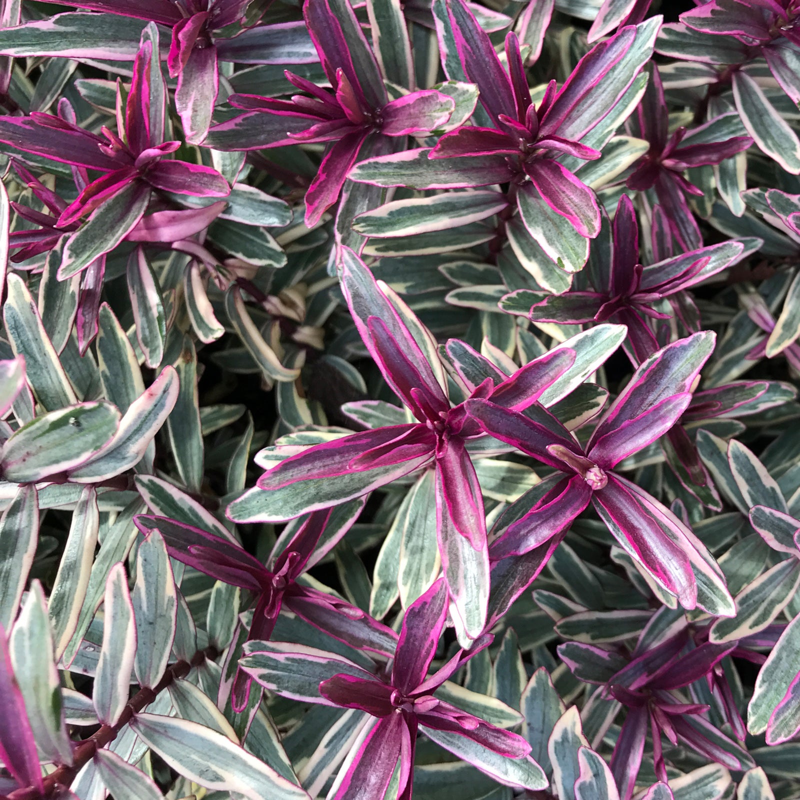 Hebe 'Sweet Dreams' 2L features purple and green variegated leaves with pointed tips and pink edges that overlap densely, creating vibrant, textured foliage on this butterfly-friendly evergreen shrub.