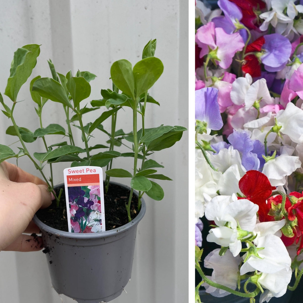 A hand holds one of three 9cm pots of Mixed Sweet Peas; on the right, mature plants display fragrant blooms in shades of white, pink, purple, and red.