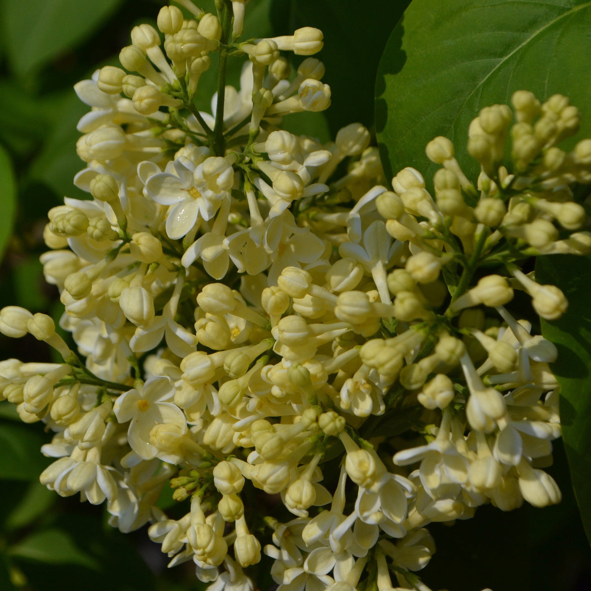 A close-up of Syringa vulgaris &#39;Primrose&#39; 3L shows pale yellow blooms and green leaves, with a cluster of fragrant lilac flowers featuring both open and unopened buds.