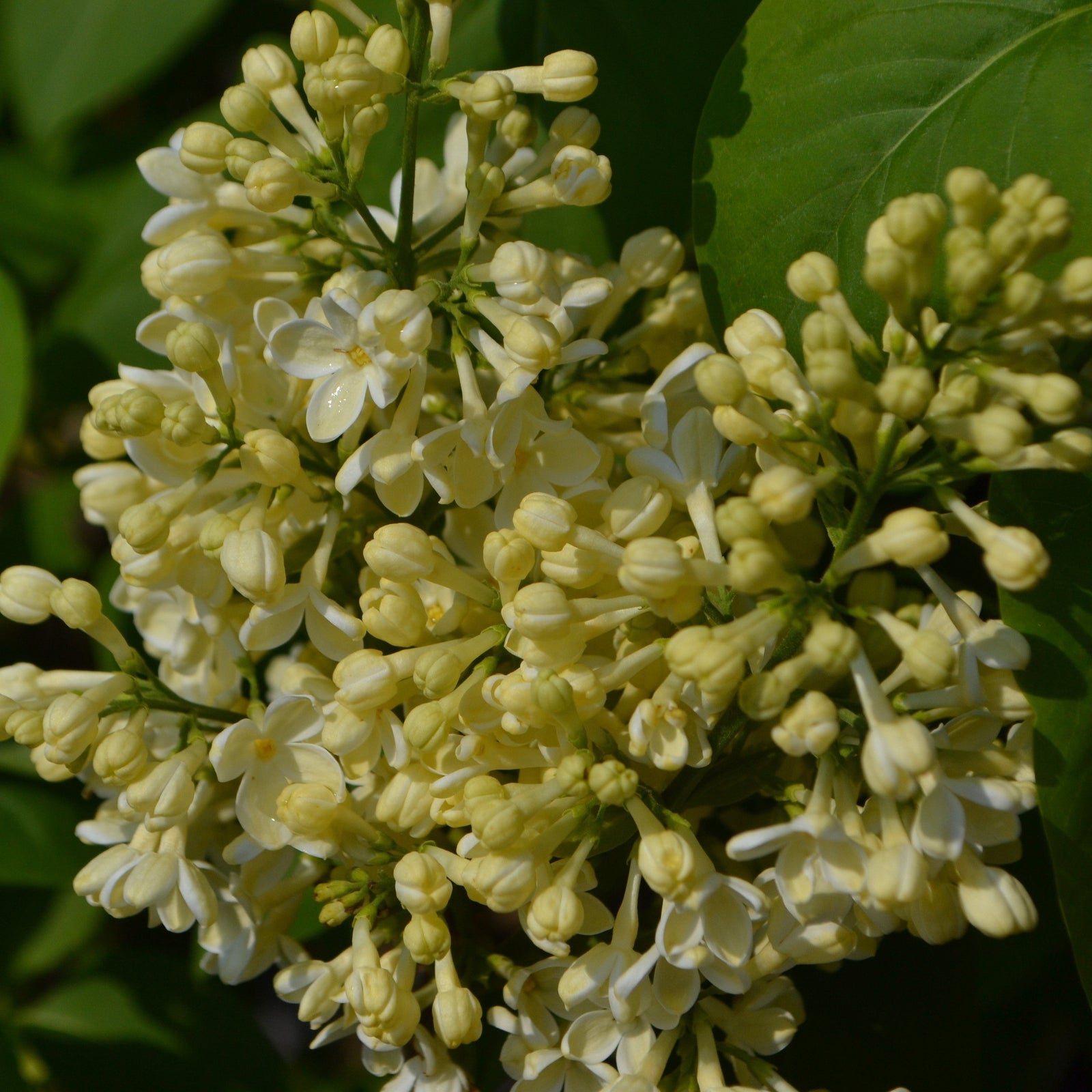 A close-up of Syringa vulgaris 'Primrose' 3L shows pale yellow blooms and green leaves, with a cluster of fragrant lilac flowers featuring both open and unopened buds.
