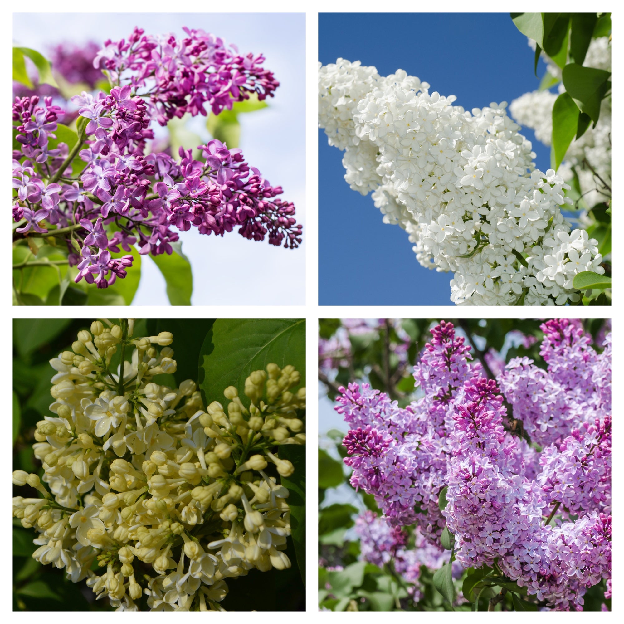 Syringa vulgaris (Lost Label) 5L