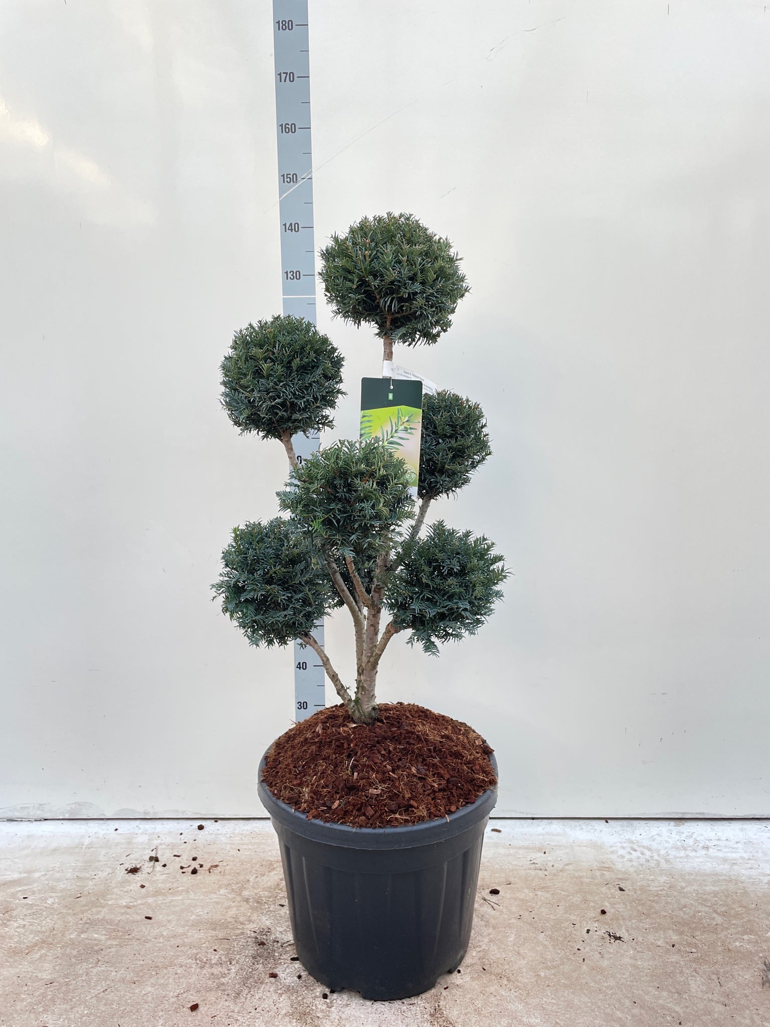 Taxus Baccata Multiball Cloud Tree (English Yew) 1.5m