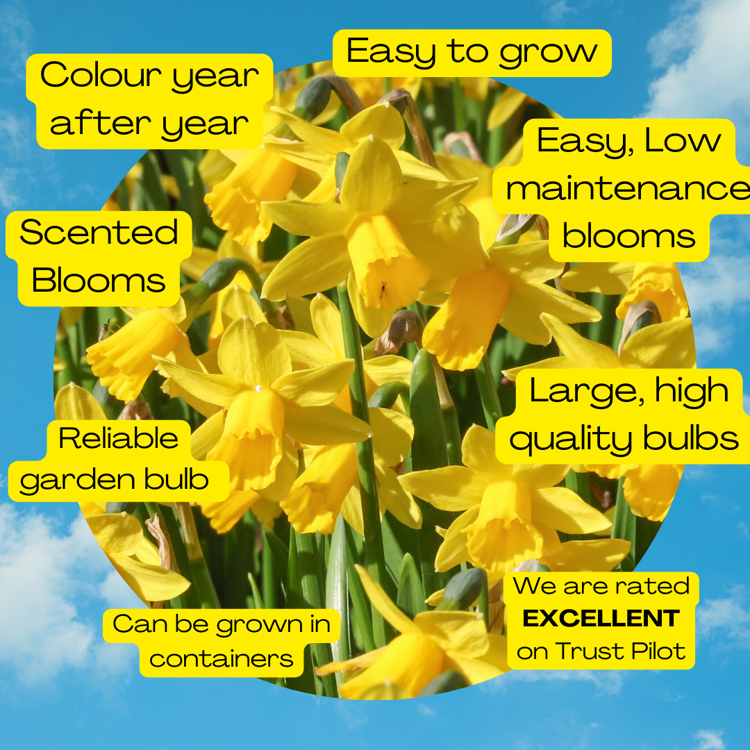 A collage of four images shows 18 Tete a Tete Daffodil bulbs: blooming yellow flowers, bulbs in hand, planting high-quality bulbs in soil, and masses of daffodils in full bloom.