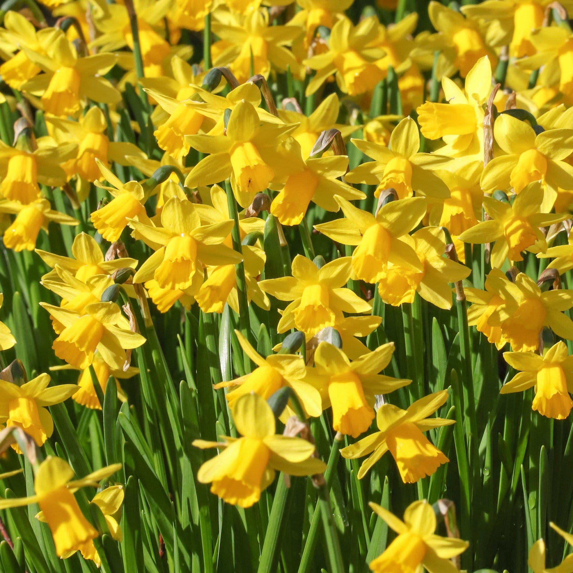Narcissus 'Tête-à-tête' - Dwarf Scented Daffodil (10/20Bulbs)