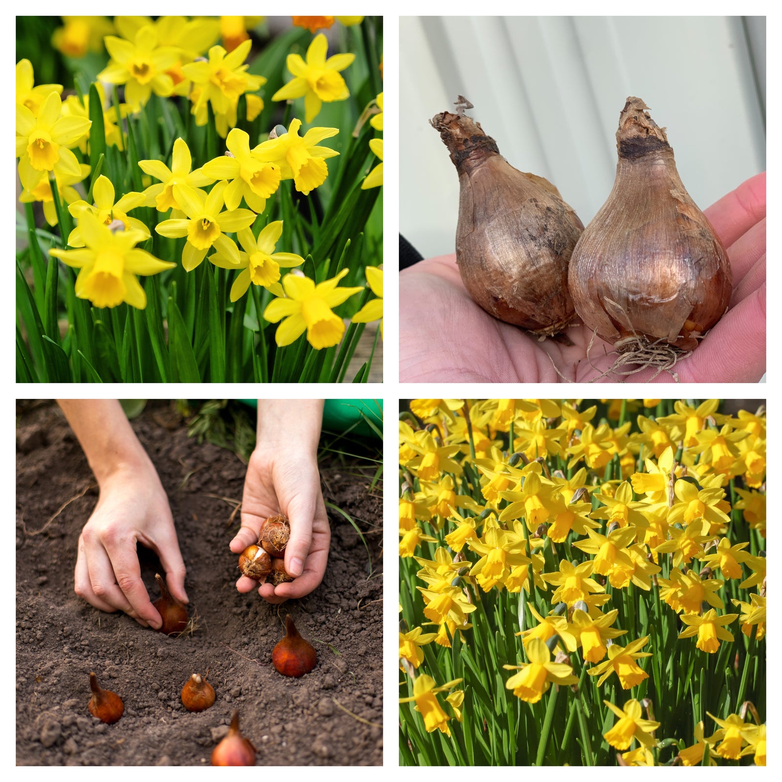 A collage of four images shows 18 Tete a Tete Daffodil bulbs: blooming yellow flowers, bulbs in hand, planting high-quality bulbs in soil, and masses of daffodils in full bloom.