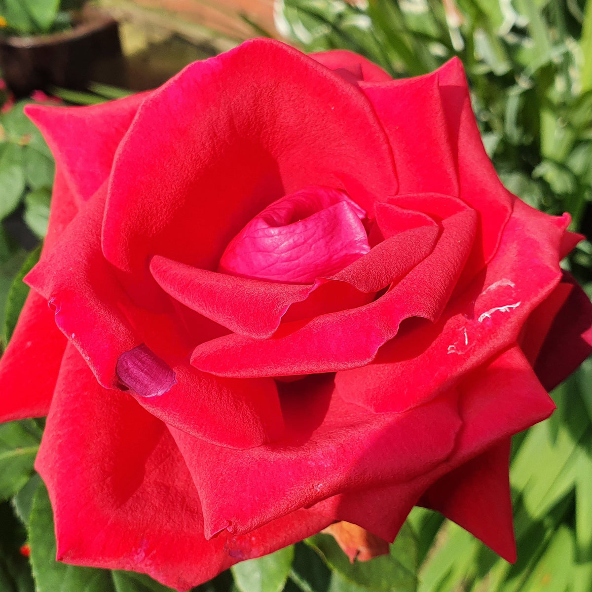 Thinking of You Rose | Hybrid Tea Rose | 4L Potted Rose (PRE ORDER DECEMBER &#39;25)