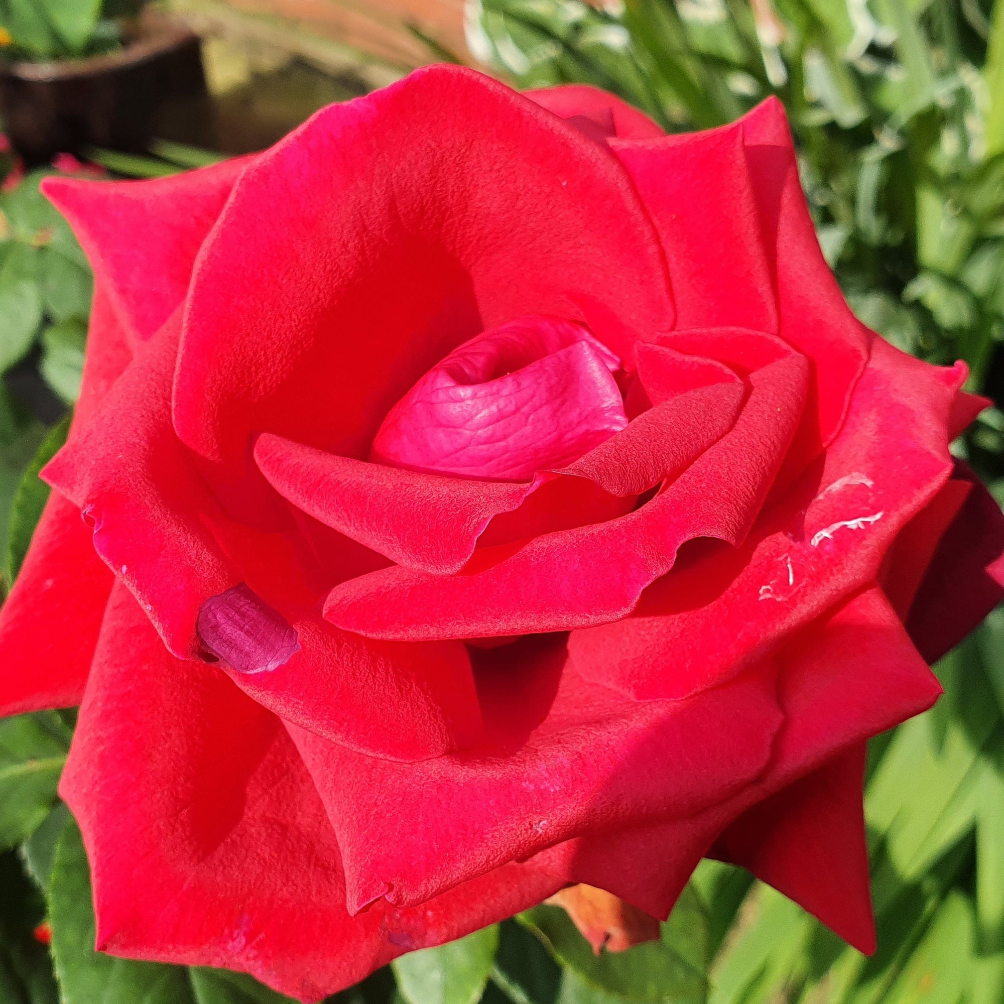Thinking of You Rose | Hybrid Tea Rose | 4L Potted Rose