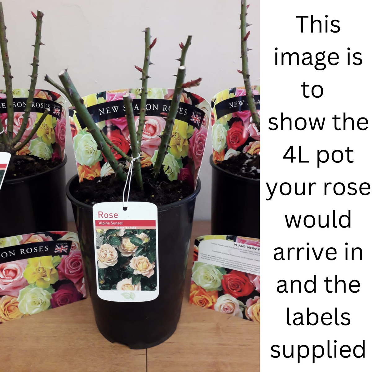 A Rose Iceberg Floribunda in a 4L black pot with a white label is pictured among similar pots. Text: This image shows the 4L pot and label your Rose Iceberg | Floribunda | 4L Potted Rose will arrive with. PRE ORDER DECEMBER &#39;25.