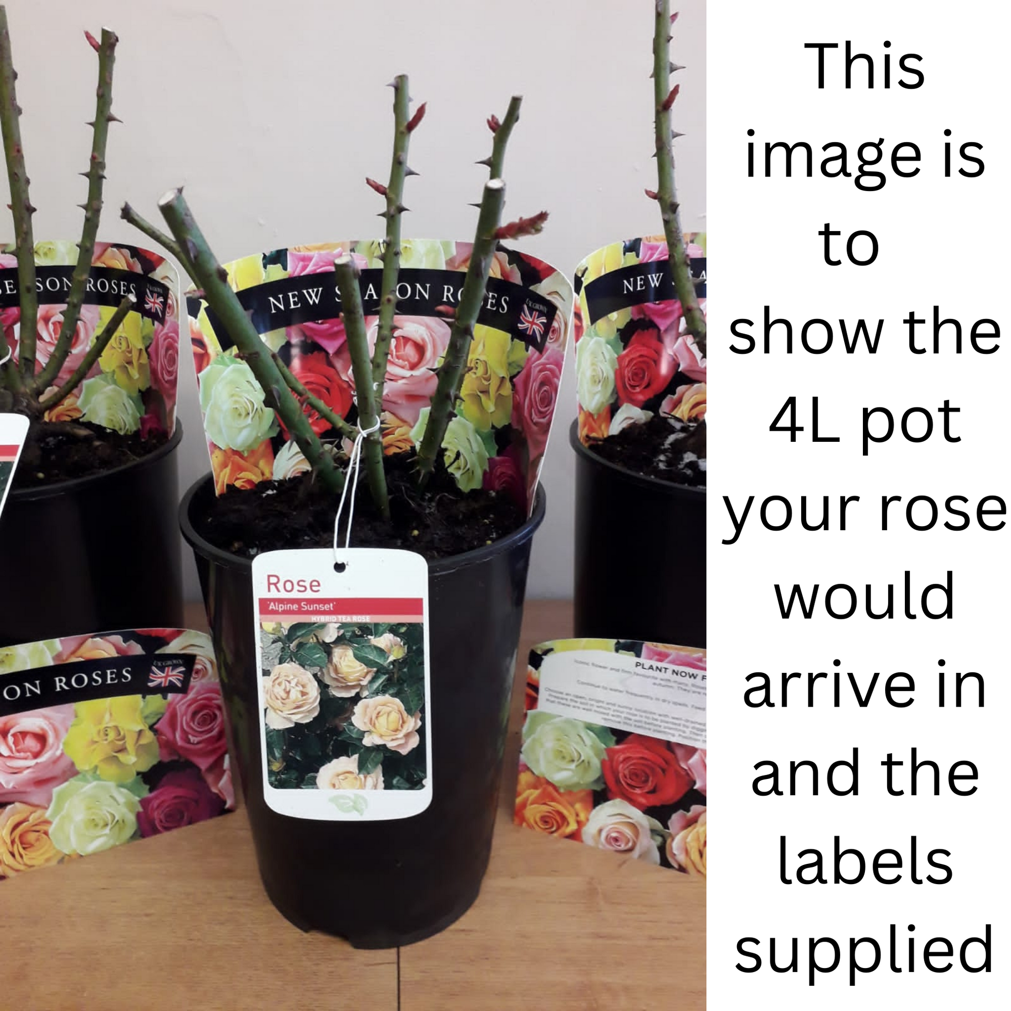 Rose Red Devil | Hybrid Tea Rose | 4L Potted Rose