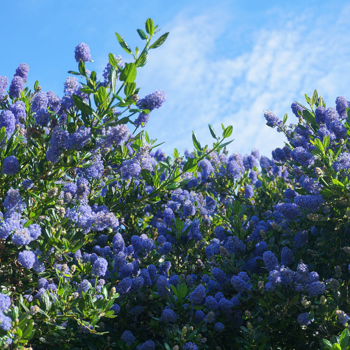 Ceanothus &#39;Tilden Park&#39; (Californian Lilac) 2L