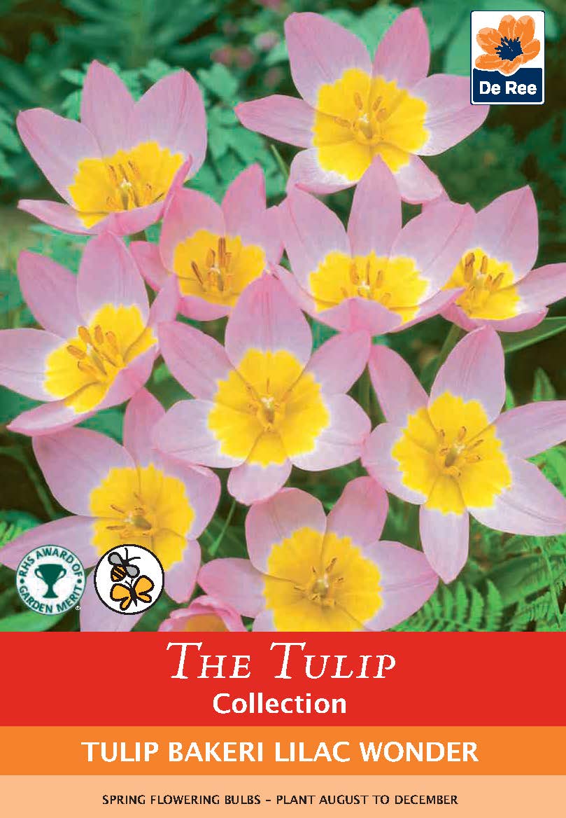 Tulip Bakerii 'Lilac Wonder' (8 Bulbs)