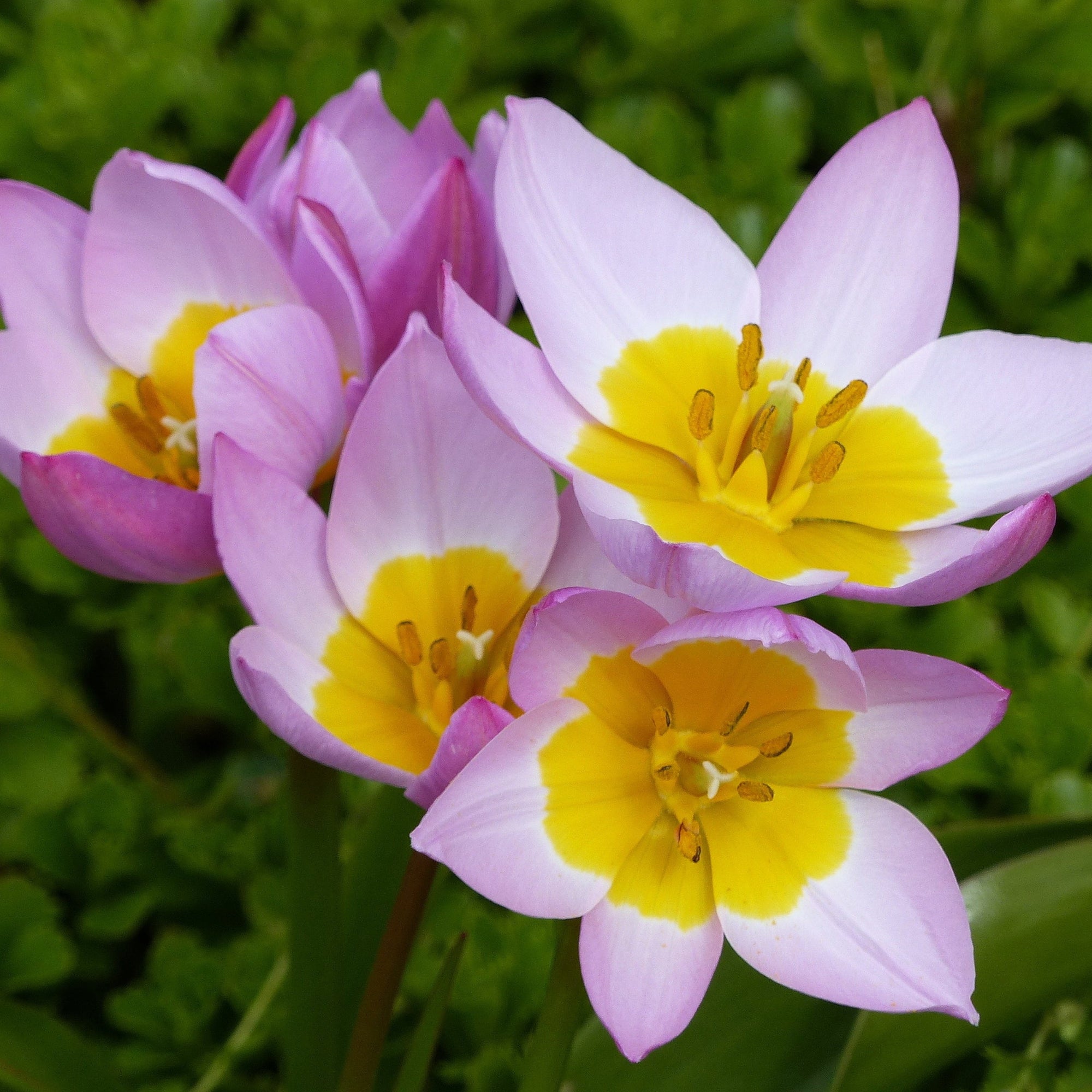 Tulip Bakerii 'Lilac Wonder' (8 Bulbs)