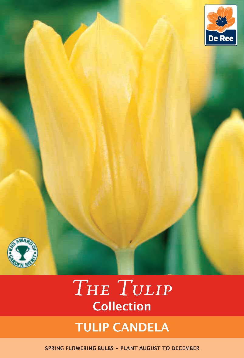 Tulip &#39;Candela&#39; (4 Bulbs)