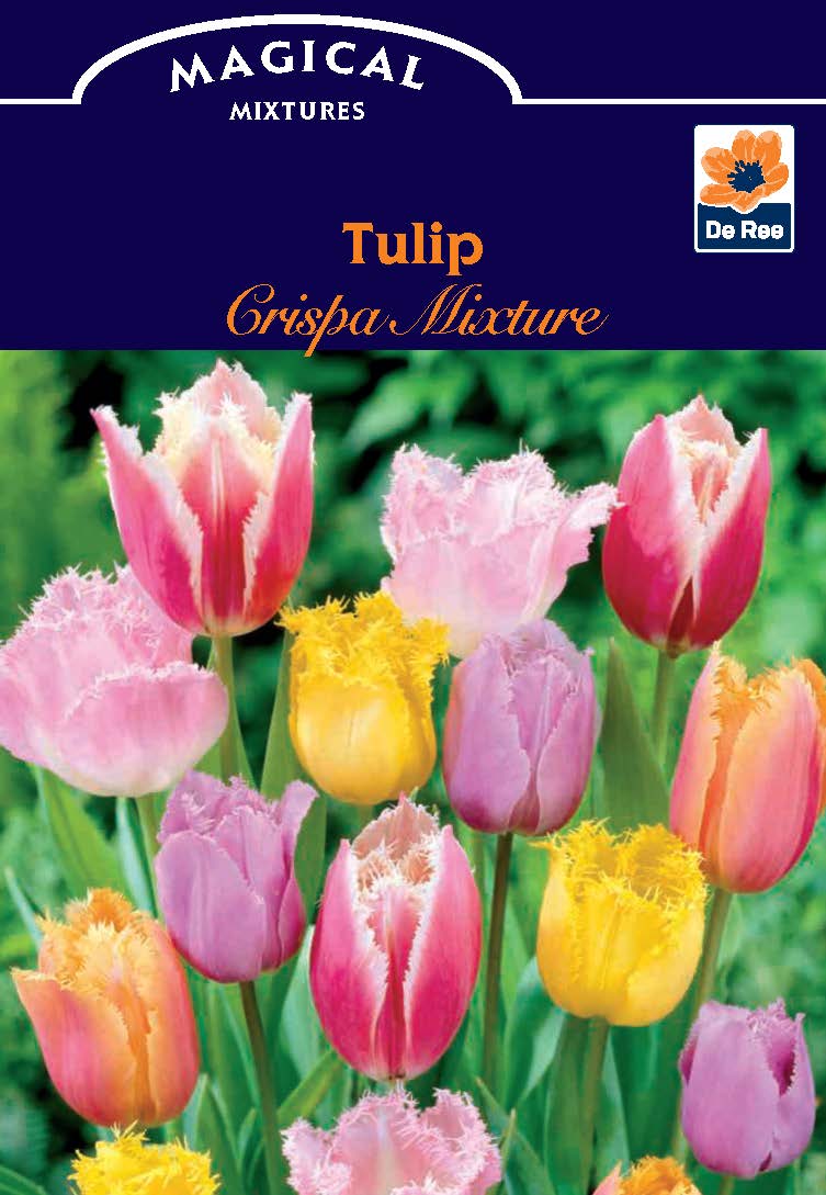 Tulip Crispa Mixture (6 Bulbs)