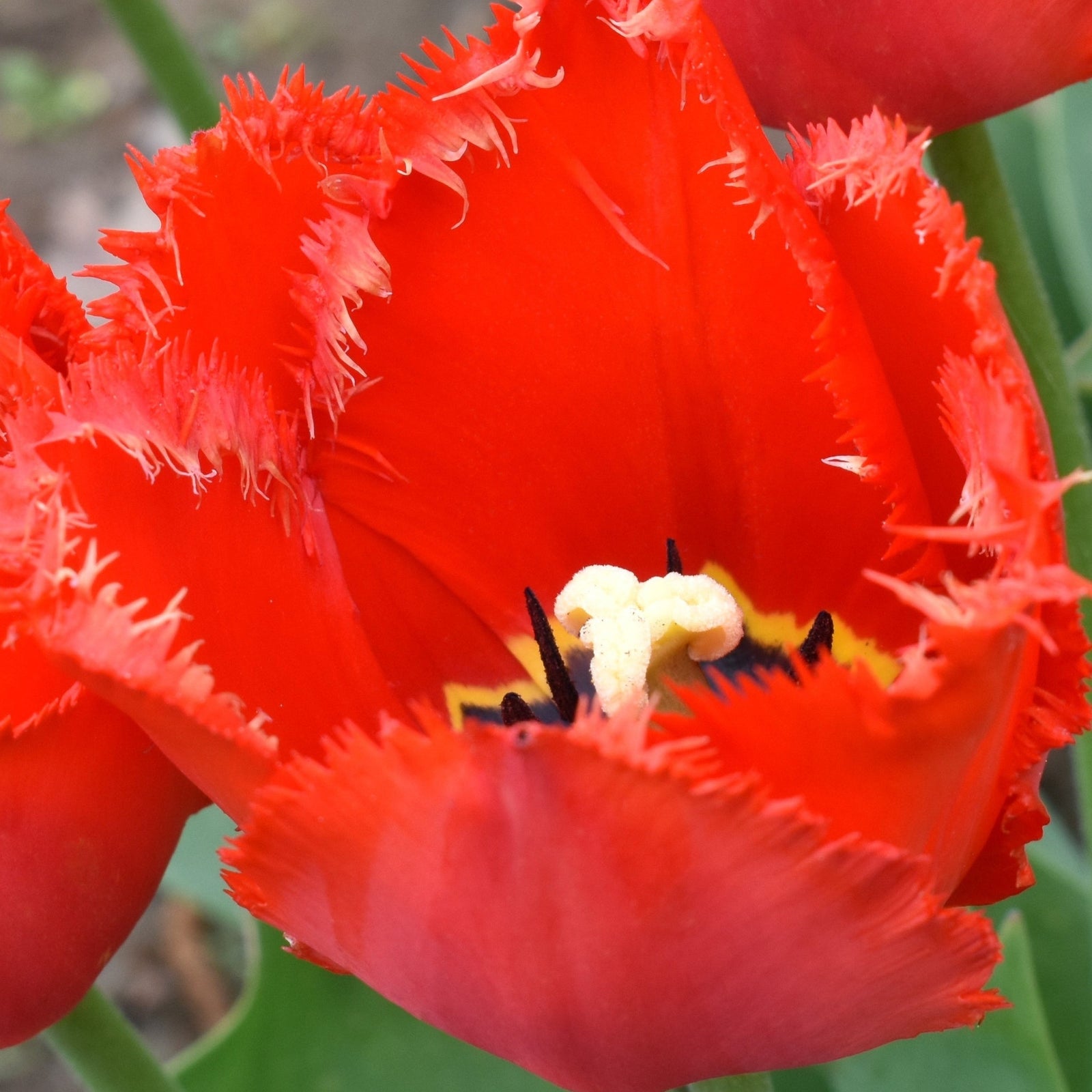 A cluster of crimson red, frilly Tulip 'Crystal Beauty' blooms in a garden. Text reads “The Tulip Collection: Tulip 'Crystal Beauty' (4 Bulbs)” with planting info and the De Ree logo in the top right corner.