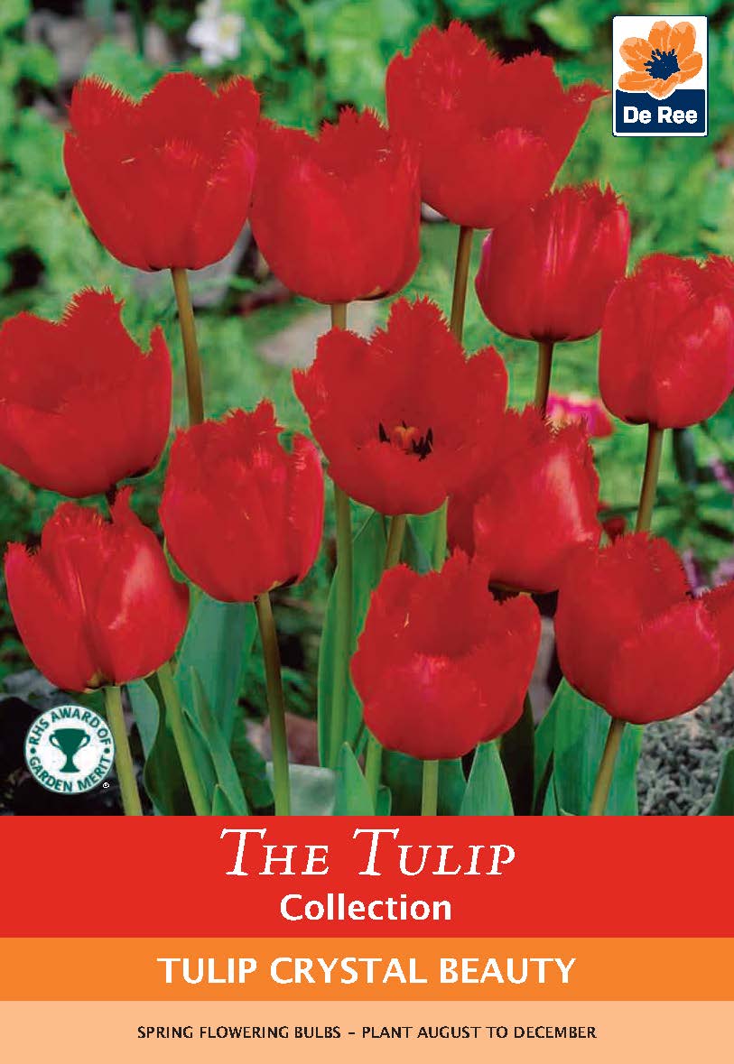 A cluster of crimson red, frilly Tulip &#39;Crystal Beauty&#39; blooms in a garden. Text reads “The Tulip Collection: Tulip &#39;Crystal Beauty&#39; (4 Bulbs)” with planting info and the De Ree logo in the top right corner.
