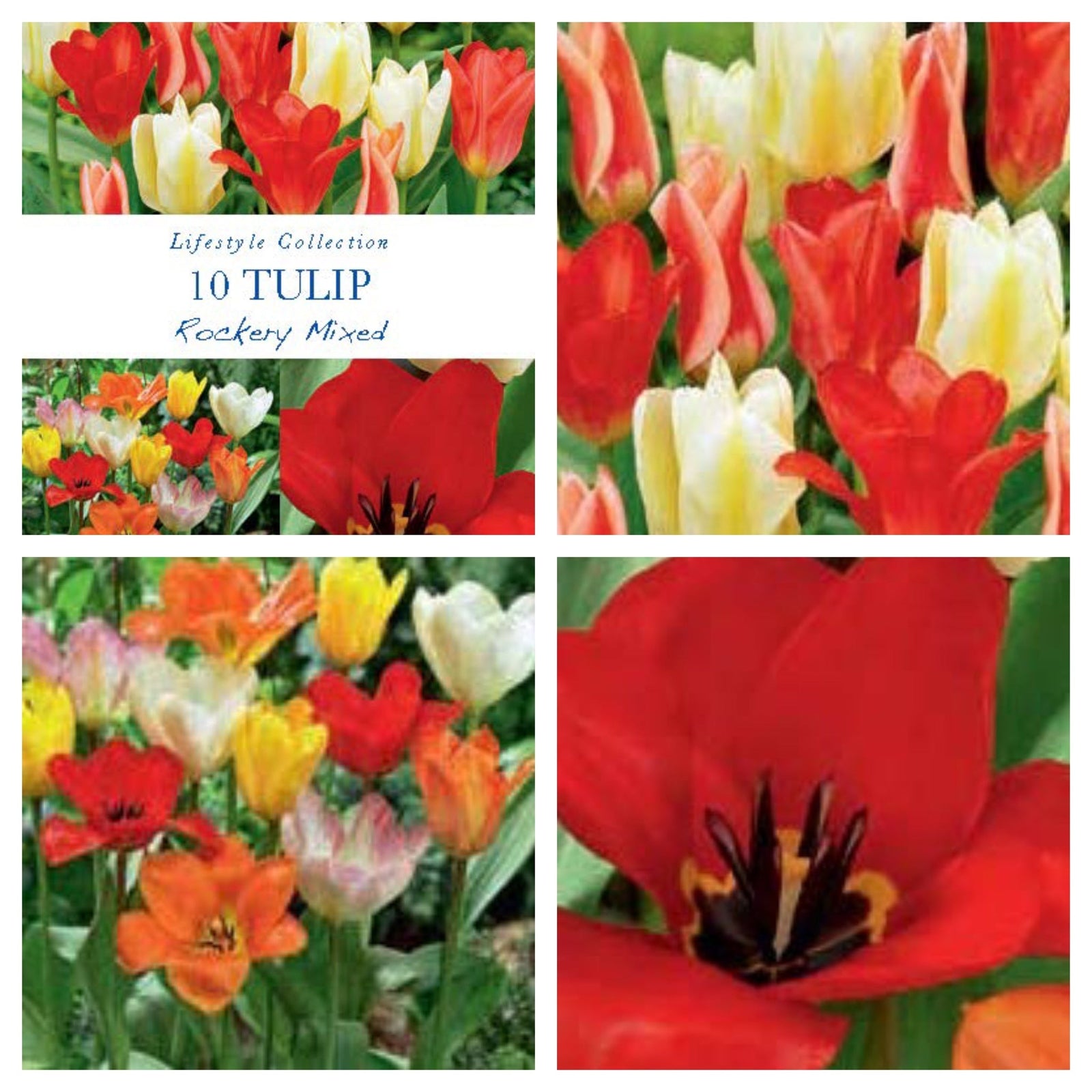 Tulip Dwarf Rockery Mixed Bulbs (12 Bulbs) are ideal for container planting and beautifully showcase spring-flowering bulbs.