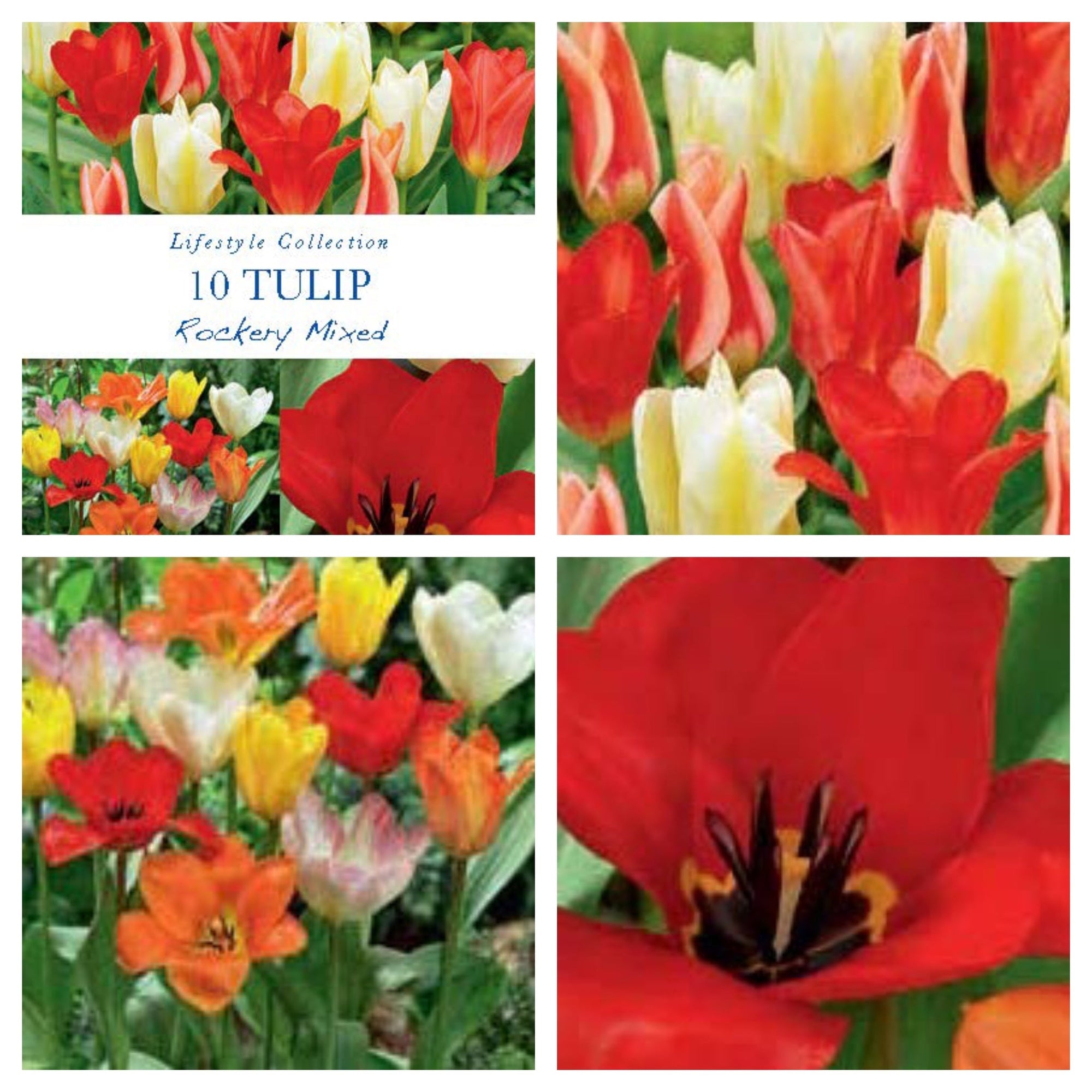 Tulip Dwarf Rockery Mixed Bulbs 16 Bulbs