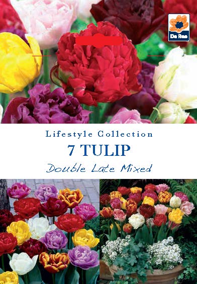 Tulip Double Late Mixed (5 Bulbs) features peony-like double tulips in vibrant red, yellow, white, and purple that bloom beautifully in garden beds.