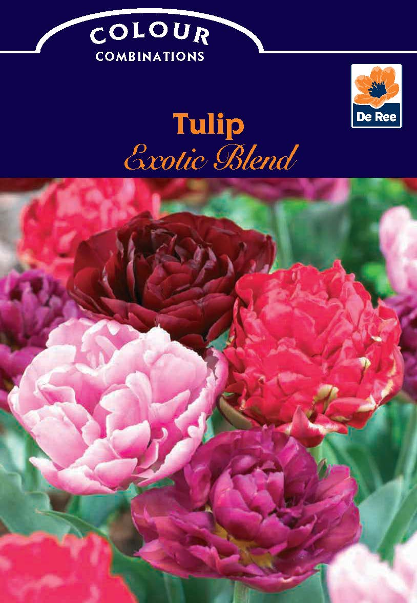 Tulip Exotic Blend (4 Bulbs) by De Ree features vibrant double-petaled tulips, including pink and peony types in red, pink, and purple from the Colour Combinations line.