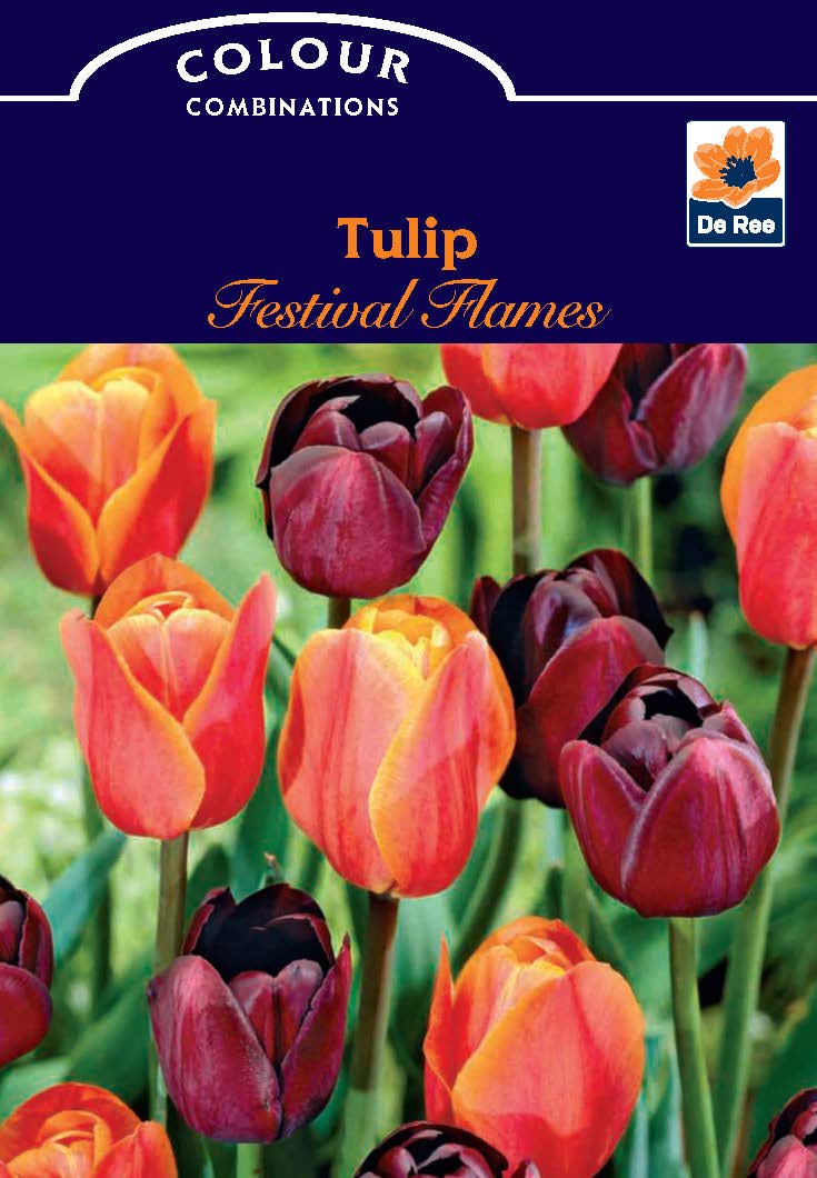 Tulip Festival Flames (5 Bulbs)