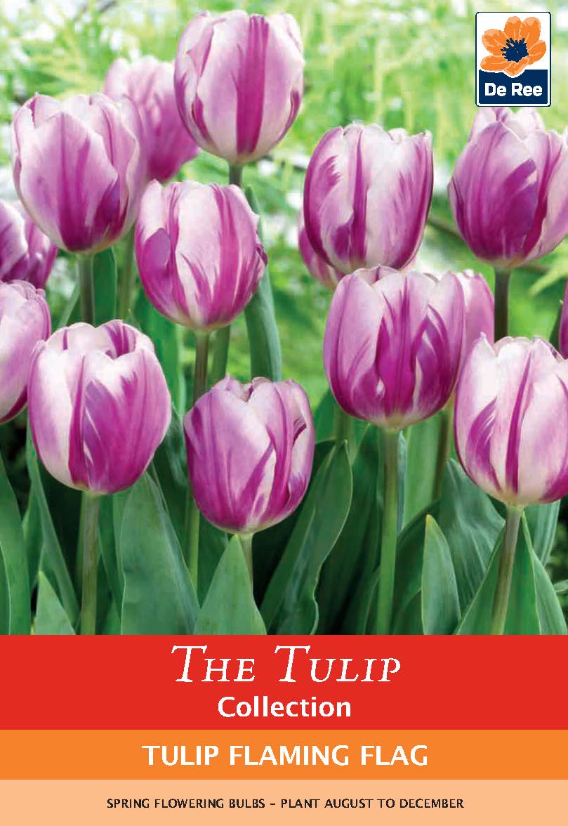 Tulip 'Flaming Flag' (6 Bulbs)