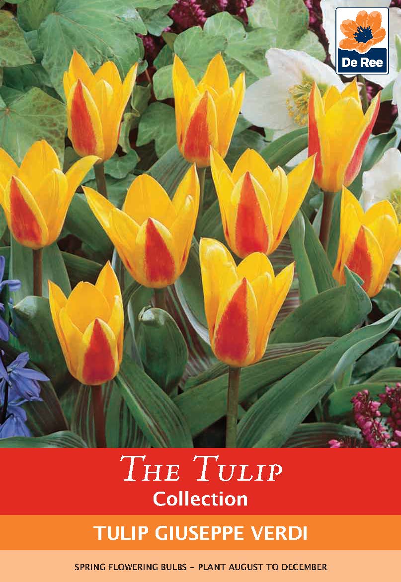 A cluster of yellow Tulip 'Giuseppe Verdi' blooms with red centers emerges among green leaves. The image is labeled Tulip 'Giuseppe Verdi' (6 Bulbs), with planting and flowering details for these popular spring bulbs below.