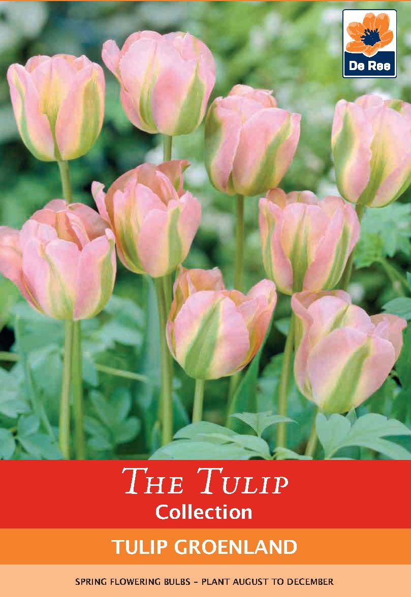 Tulip 'Groenland' (6 Bulbs)