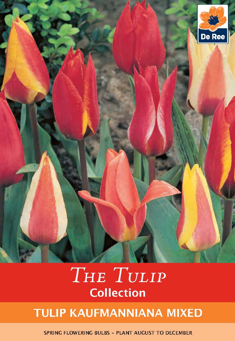 Tulip Kaufmanniana Mixed (6 Bulbs)