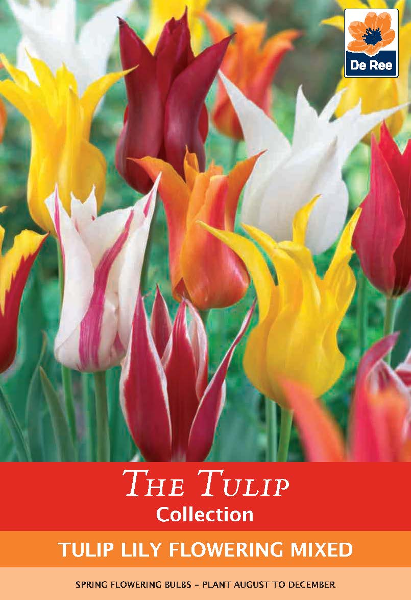 A vibrant array of pointed Tulip Lily Flowering blooms in yellow, white, red, and pink. Text: “Tulip Lily Flowering Mix (6 Bulbs).” Includes De Ree logo, planting info, and tulip bulbs.