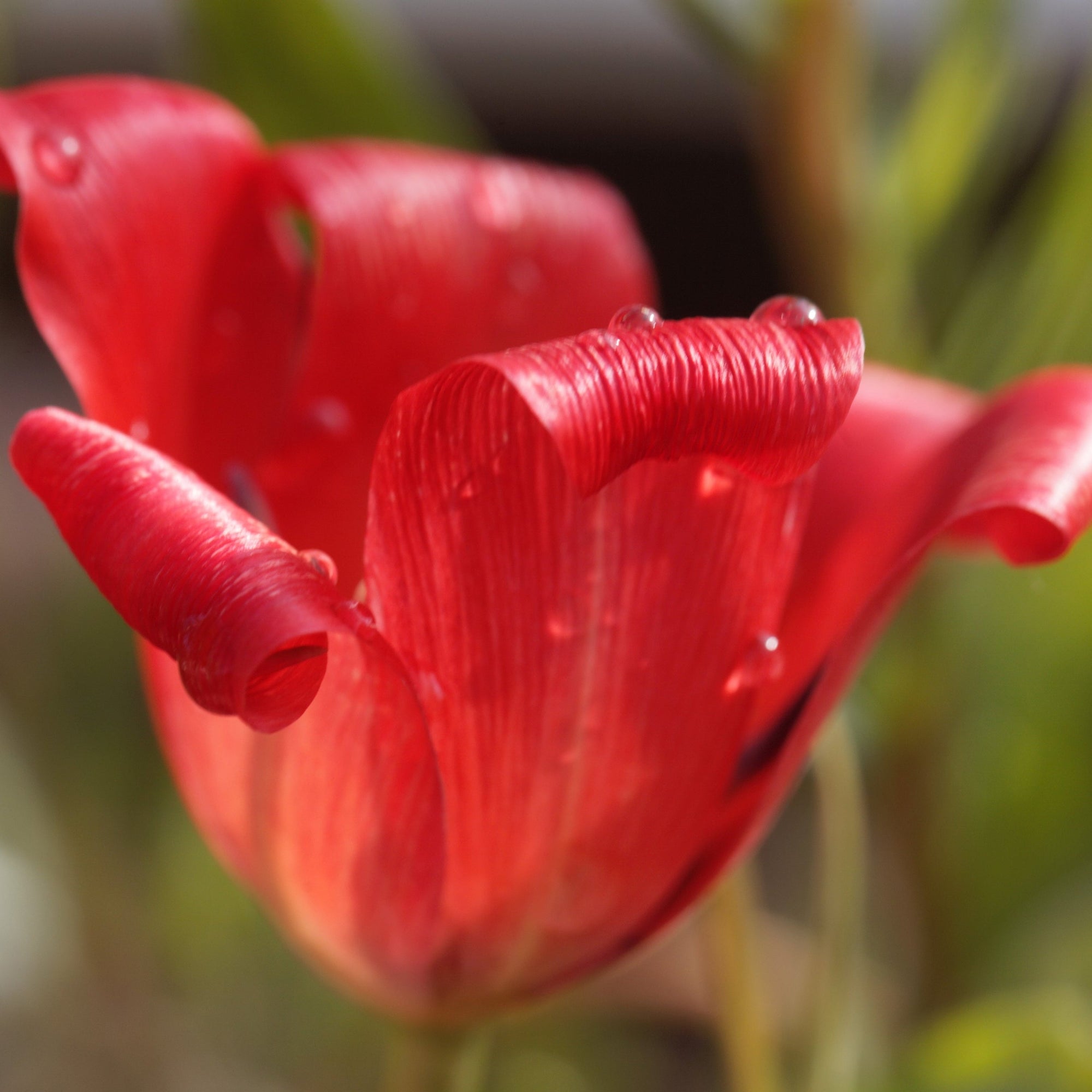 Tulip 'Linifolia' (10 Bulbs)