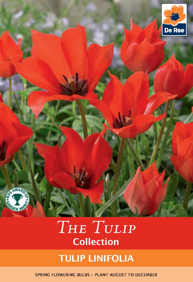 Tulip &#39;Linifolia&#39; (10 Bulbs)