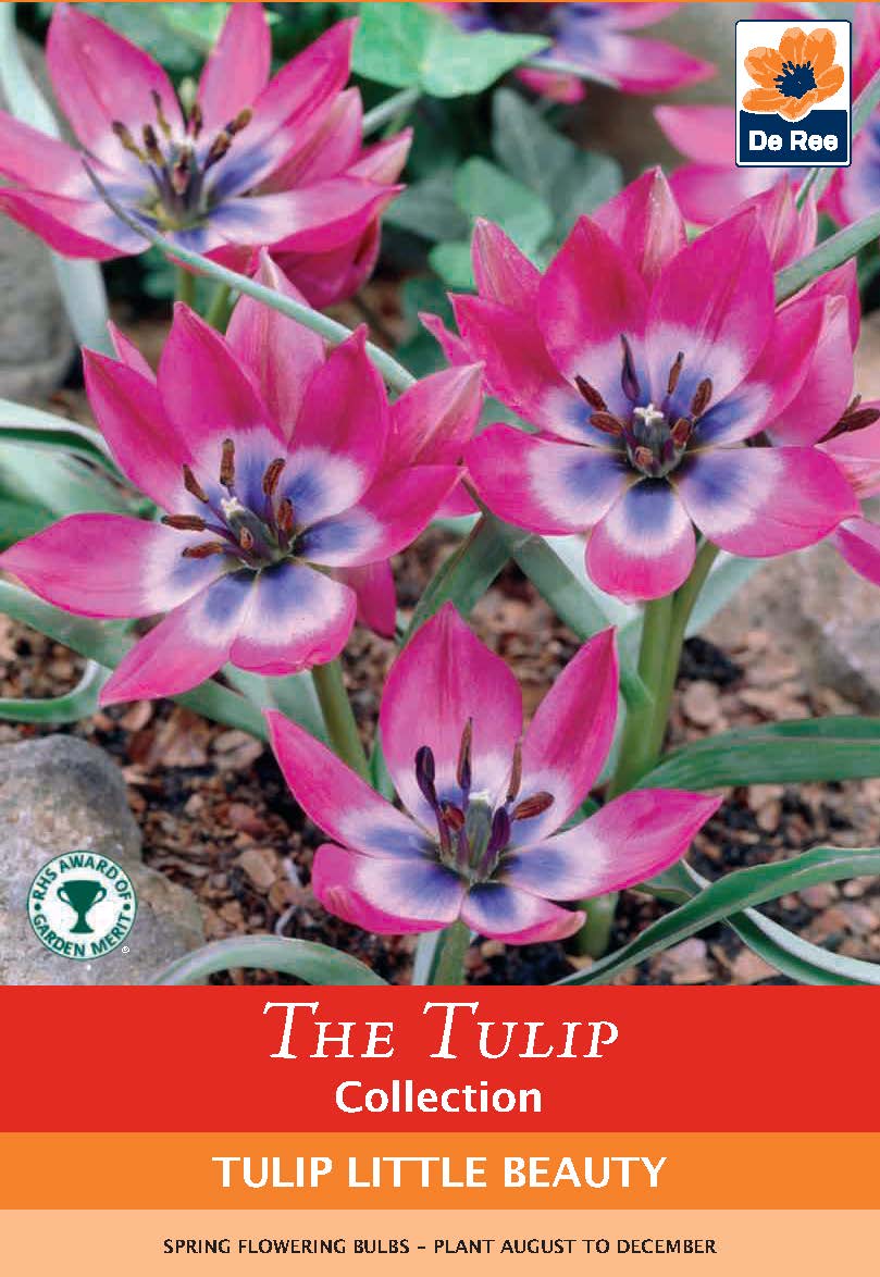 Pink and purple star-shaped Tulip linifolia 'Little Beauty' flowers with blue and white centers grow among green leaves and stones. The packaging features "Tulip linifolia 'Little Beauty' (8 Bulbs)" and the De Ree flower brand logo.