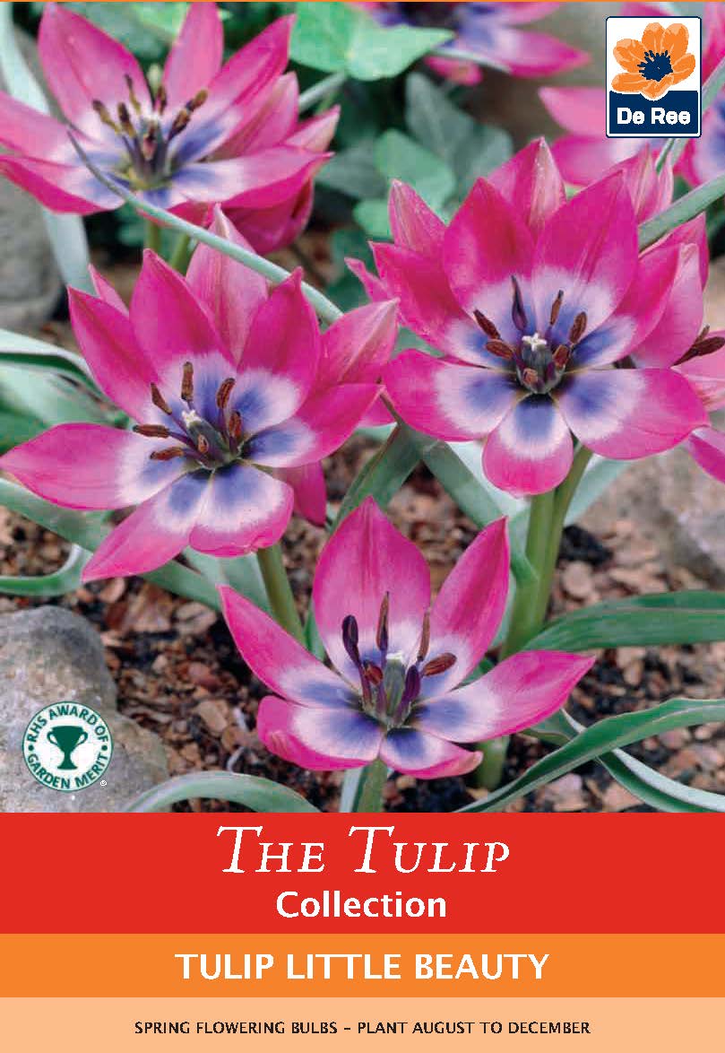 Tulip linifolia 'Little Beauty' (8 Bulbs)