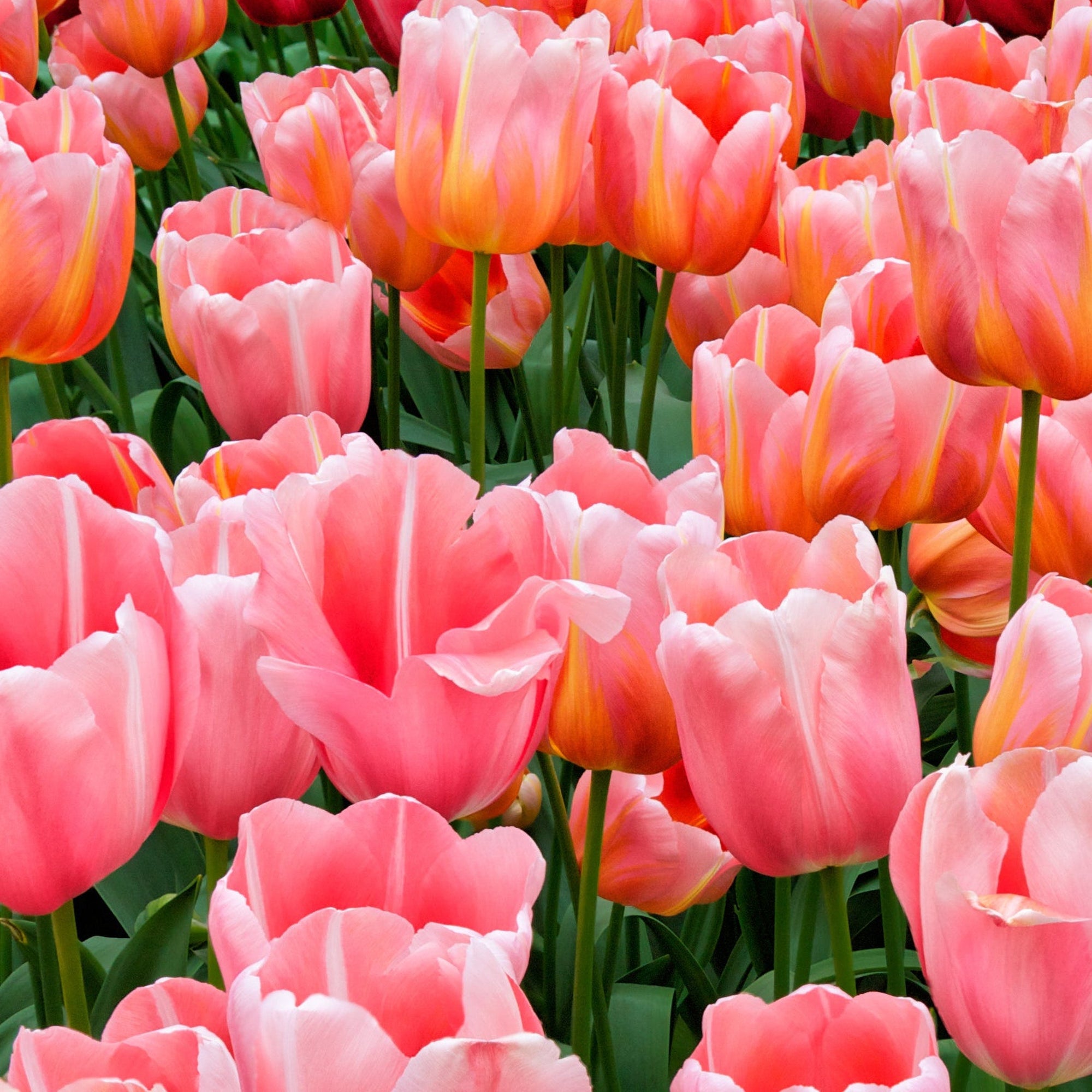 Tulip 'Menton' (7 Bulbs)