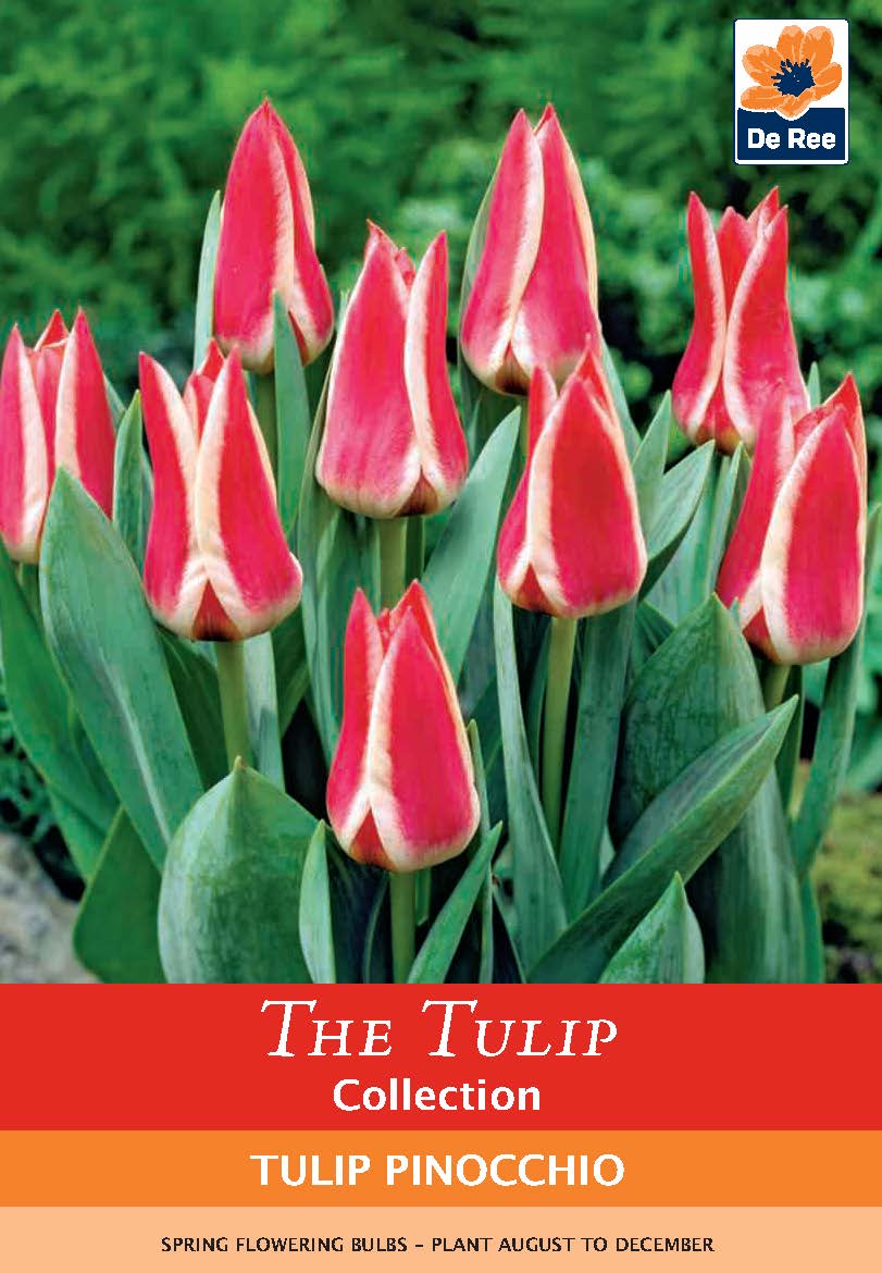 Dwarf Tulip &#39;Pinocchio&#39; (6 Bulbs)