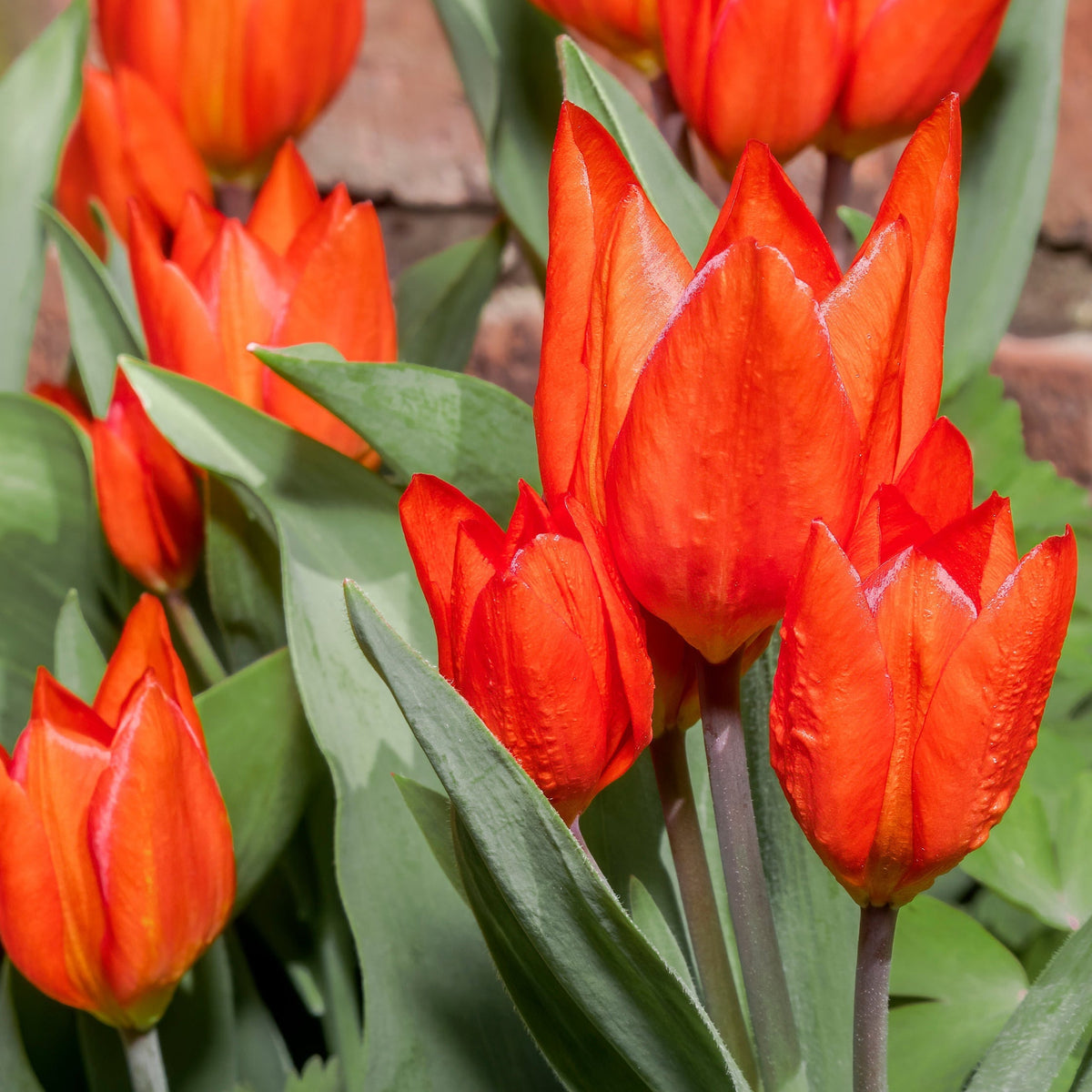 Tulip &#39;Praestans Van Tubergen&#39; (8 Bulbs) produces vivid orange-scarlet blooms with green leaves, brightening your garden in sunlight against a blurred brick wall backdrop.