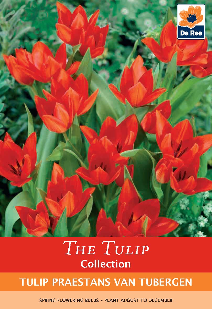 Tulip ‘Praestans Van Tubergen’ (8 Bulbs): Bright red, pointed-petal tulips with green leaves and orange-scarlet blooms. Includes planting and flowering info—ideal for any garden bulb collection.