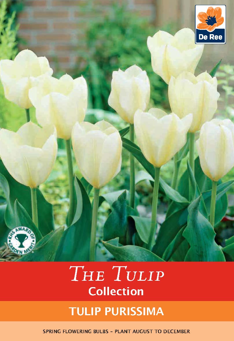 A cluster of creamy white Tulip 'Purissima' blooms (4 Bulbs) with lush green leaves, featuring De Ree branding. Spring-flowering bulbs—plant August to December. Ideal for cut flowers.