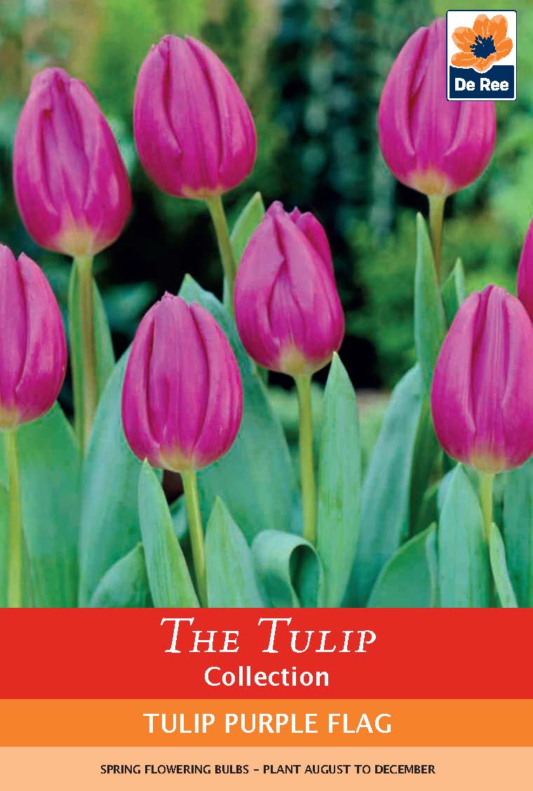 Purple tulips with green stems bloom in a garden setting. Text reads: The Tulip Collection, Tulip &#39;Purple Flag&#39; (4 Bulbs). Cup-shaped Triumph Tulips. De Ree logo at the top right. Ideal for flower bulb enthusiasts.