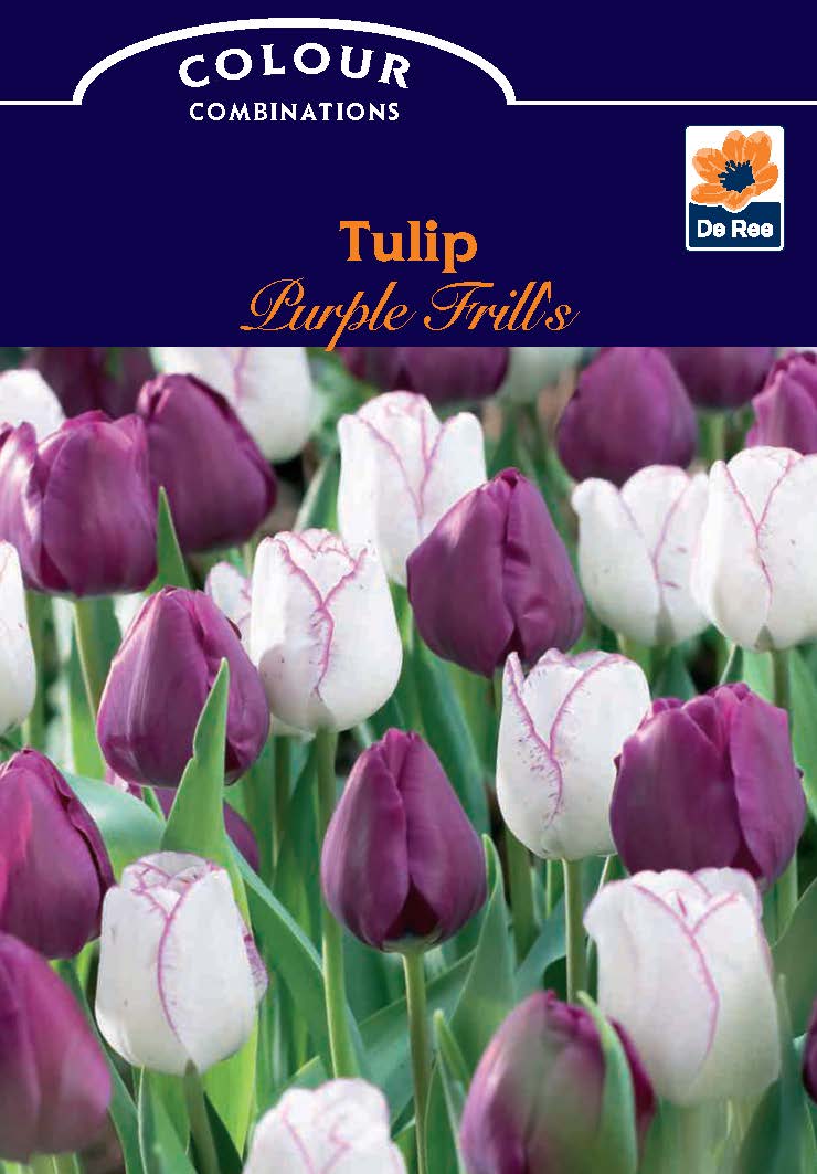 Tulip &#39;Purple Frills&#39; (6 Bulbs)